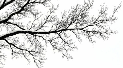 Snow Dusts Bare Branches Reaching for Winter Sky