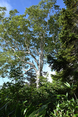 Climbing Mt. Aizu-Komagatake, Fukushima