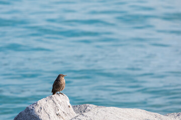 A cute little female Blue rock thrush found near the beach.  Monticola solitarius