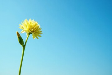 Green stem with Acorus calamus flowers against blue sky background, acorus calamus, peaceful atmosphere