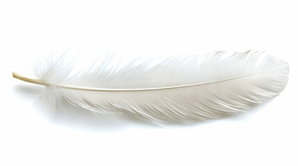 Single White Feather Lies Gently on a White Background