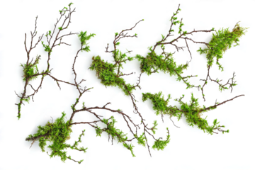 Moss and small branches 