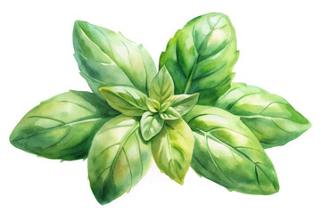 Fresh basil leaves, vibrant green colors, watercolor style, botanical illustration, culinary herb, natural beauty.