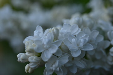 white lilac flowers close up, macro lilac flowers 