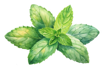 Fresh green mint leaves, vibrant watercolor illustration, botanical art, natural beauty, culinary use, herbal design.