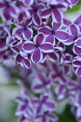 macro purple floral lilac background, Soft purple lilac background, lilac buds, violet color texture, purple lilac flowers on a green background	

