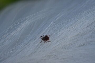 black tick on the white coat of a dog, tick bite to a dog, treatment of a dog after a parasite bite, pet after a bite, a pest on the dog's skin, the causative agent of encephalitis	
