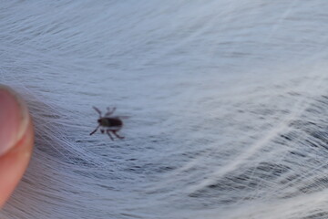 black tick on the white coat of a dog, tick bite to a dog, treatment of a dog after a parasite bite, pet after a bite, a pest on the dog's skin, the causative agent of encephalitis	
