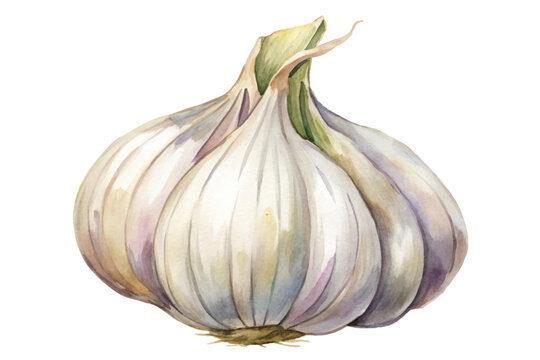 Watercolor garlic bulb, organic food illustration, culinary art, natural colors, fresh produce design.
