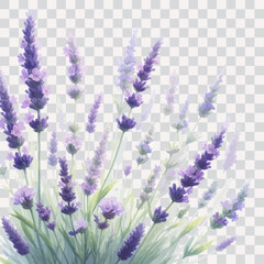 Watercolor painting of a lavender with leaves, isolated on transparent background. © ku4erashka