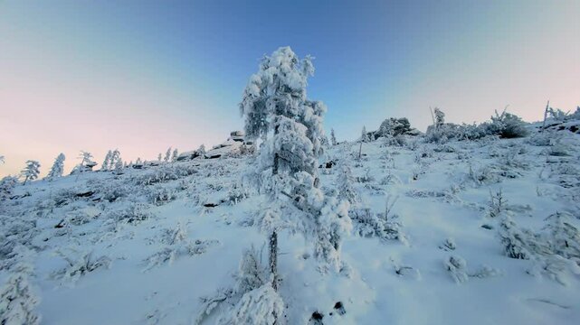 A breathtaking winter morning reveals snow-laden trees amidst a tranquil, untouched landscape. The soft light of dawn casts a magical glow over the snowy terrain and frosted pines.