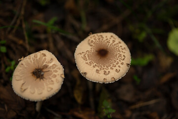 森の中で生えていたカラカサタケ