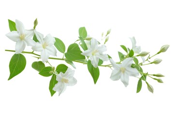 Flawless Picture of Climbing Jasmine Single Bloom Isolated on White Background
