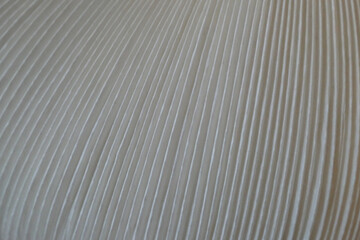 Lamellae of a paper with a curved structure