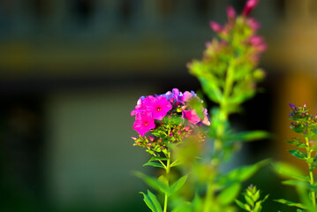 Obraz premium Purple flowers bloomed in the garden