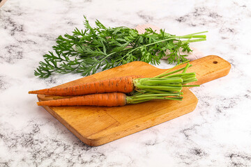 Toung fresh ripe orange carrot