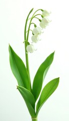 Lily of the valley flower in full bloom on a white background, bloom, field, lily