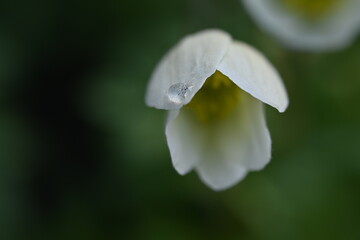 White anemone flowers close up in spring garden – macro photography of delicate wildflowers on green blurred background, natural floral detail of blooming wood anemone in soft evening light