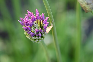 purple onion flowers, close up photo of meadow flowers, purple flowers close up, abstract background for mother's day, for card for inserting text	
