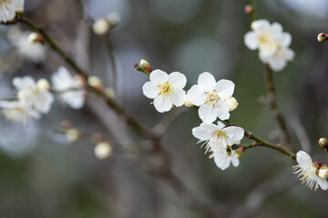 梅花　梅の花