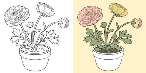 Illustration of Potted Ranunculus Flowers in Color and Black Outline Versions