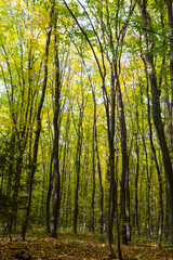 Obraz premium Vibrant autumn foliage in a serene forest during daylight hours