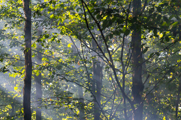 Sunlight filters through trees in a misty forest during early morning hours