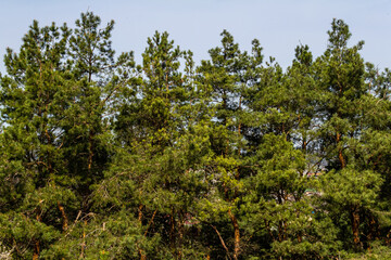 Lush green pine forest under a clear blue sky in daylight