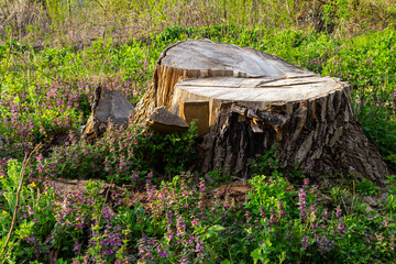 Wooden stump surrounded by blooming flowers in a lush green field during daylight