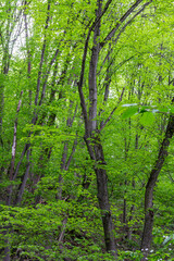 Fototapeta premium Lush green foliage fills the forest in spring, showcasing vibrant trees and serene nature