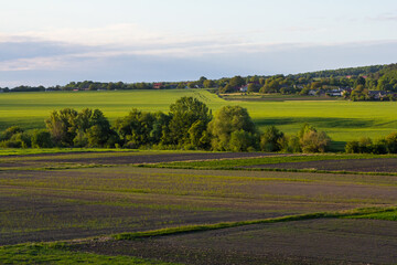 Fototapeta premium Lush farmland landscape showcasing vibrant green fields and distant trees during golden hour in a rural setting