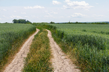 Rural dirt path meandering through lush fields on a sunny day