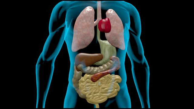 Menschliche Organe dargestellt