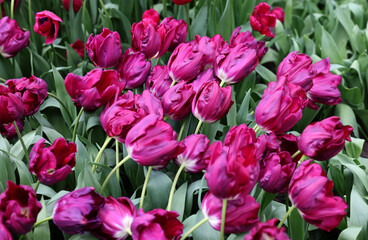 Obraz premium Purple tulips called Purple Stone. Triumph group. Tulips are divided into groups that are defined by their flower features