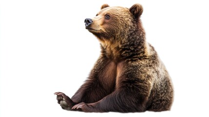 Fototapeta premium A brown bear sitting gracefully, showcasing its fur and posture against a white background.