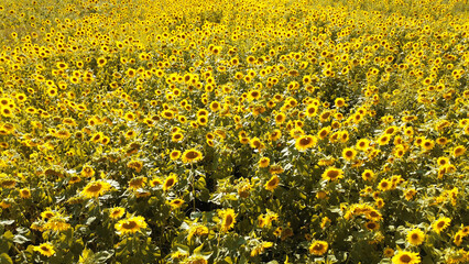 Sunflower plantation under the summer sun with vibrant yellow flowers