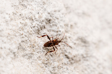 Conifer seed bug invasion in urban Europe