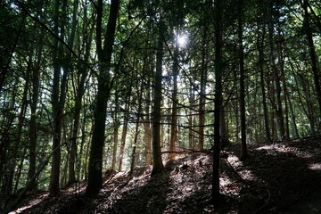 Obraz premium Sun shining through trees in forest