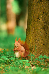 Close-up squirrel eating food. Small paws grasp meal. Hungry and cute.
