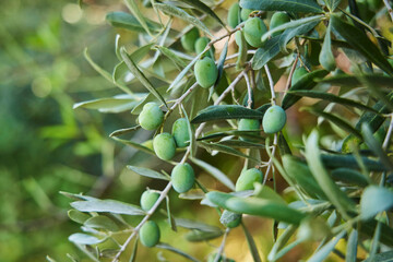 Olives growing on a tree. Growing fruits and olives in the Mediterranean regions. Subtropical...
