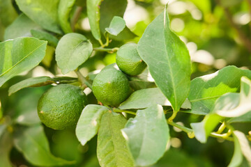 Lemons growing on a tree. Fruit and citrus cultivation in the Mediterranean regions. Subtropical climate