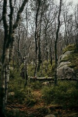 Serene Forest Scene with Bare Trees