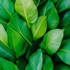 Lush Overlapping Tropical Leaves in Natural Setting