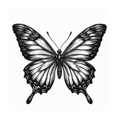 Butterfly illustration isolated on white background