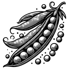 Pea Pod engraving sketch vector illustration