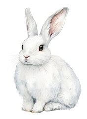 Fototapeta premium White rabbit watercolor illustration isolated on a transparent background