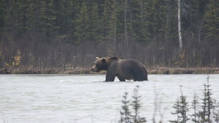 Grizzly bear wading in a river.