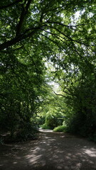 Forest path