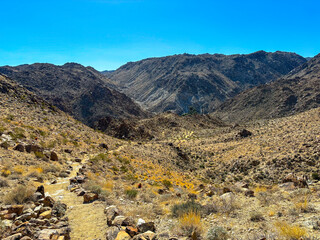 Hike to Fortynine Palms Oasis through the desert at Joshua Tree National Park in California