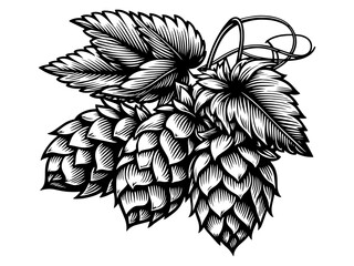 Hops Plant Leaves engraving vector illustration